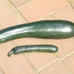 Monster Zucchini.jpg